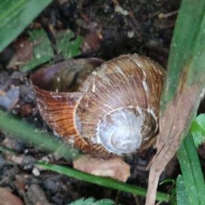 Click to view this image in a large viewer