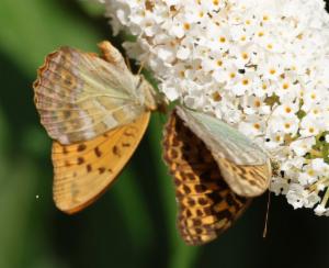 Click to view this image in a large viewer