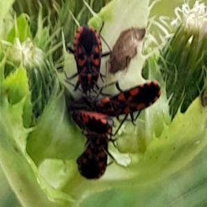 Click to view this image in a large viewer