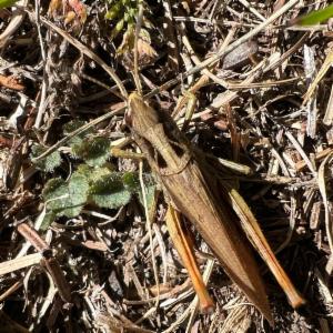 Click to view this image in a large viewer