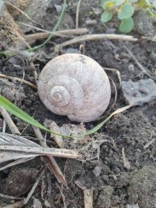 Click to view this image in a large viewer