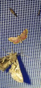 Click to view this image in a large viewer