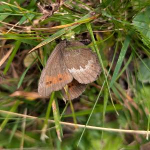 Click to view this image in a large viewer