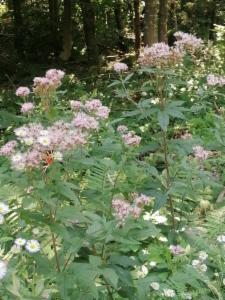 Click to view this image in a large viewer