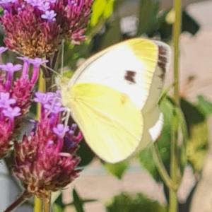 Click to view this image in a large viewer