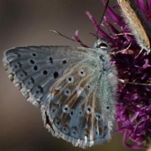 Click to view this image in a large viewer