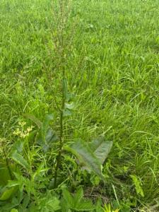 Click to view this image in a large viewer