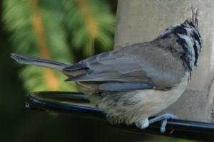 Click to view this image in a large viewer