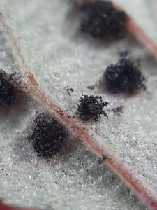 Click to view this image in a large viewer