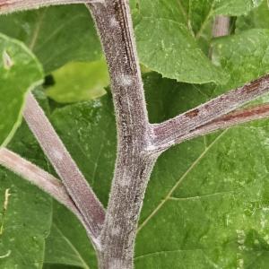 Click to view this image in a large viewer