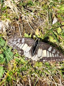 Click to view this image in a large viewer