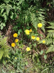 Click to view this image in a large viewer