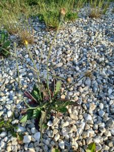 Click to view this image in a large viewer