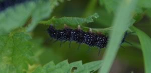 Click to view this image in a large viewer