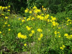 Click to view this image in a large viewer