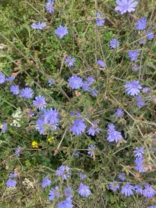 Click to view this image in a large viewer