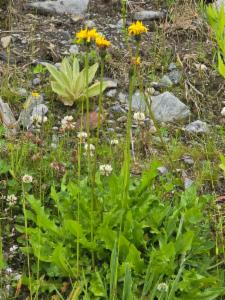 Click to view this image in a large viewer