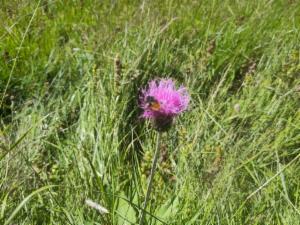 Click to view this image in a large viewer