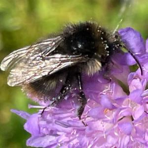 Click to view this image in a large viewer