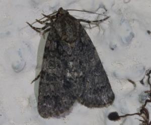 Click to view this image in a large viewer