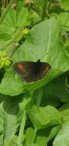 Click to view this image in a large viewer