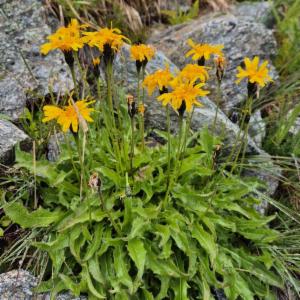 Click to view this image in a large viewer