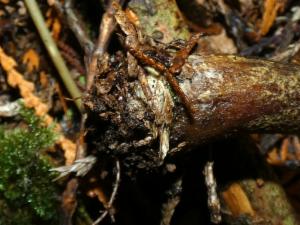 Click to view this image in a large viewer