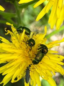 Click to view this image in a large viewer