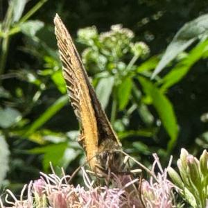 Click to view this image in a large viewer