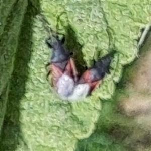 Click to view this image in a large viewer