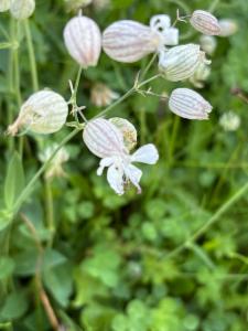 Click to view this image in a large viewer