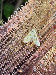 Click to view this image in a large viewer