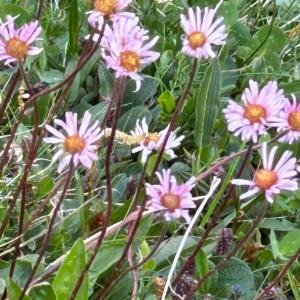 Click to view this image in a large viewer