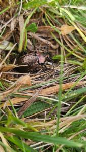 Click to view this image in a large viewer