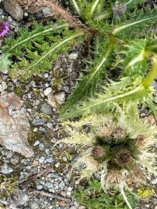 Click to view this image in a large viewer