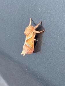 Click to view this image in a large viewer