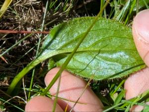 Click to view this image in a large viewer