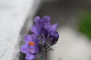 Click to view this image in a large viewer