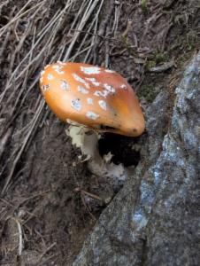 Click to view this image in a large viewer