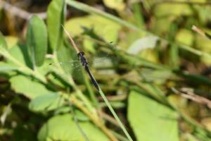 Click to view this image in a large viewer