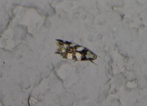 Click to view this image in a large viewer