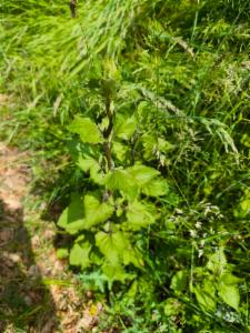 Click to view this image in a large viewer