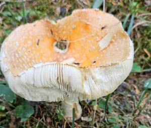 Click to view this image in a large viewer