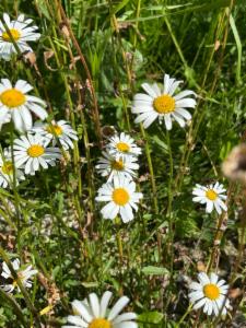 Click to view this image in a large viewer