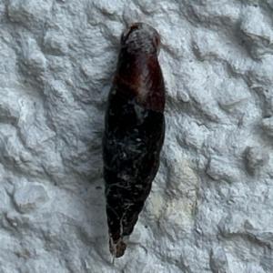 Click to view this image in a large viewer