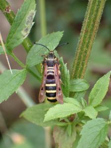 Click to view this image in a large viewer