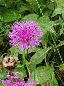 Click to view this image in a large viewer