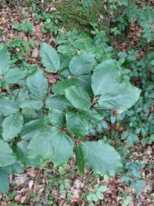 Click to view this image in a large viewer