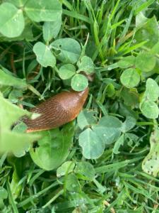 Click to view this image in a large viewer