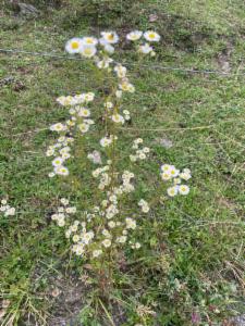 Click to view this image in a large viewer